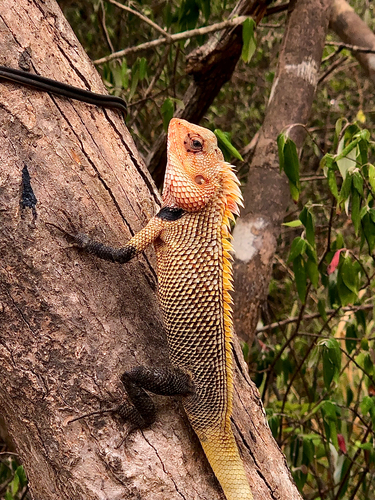 Indian Garden Lizard