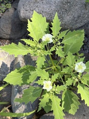 Physalis acutifolia