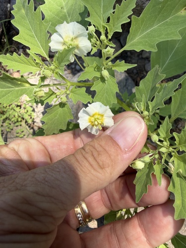 Physalis acutifolia, photograph 2