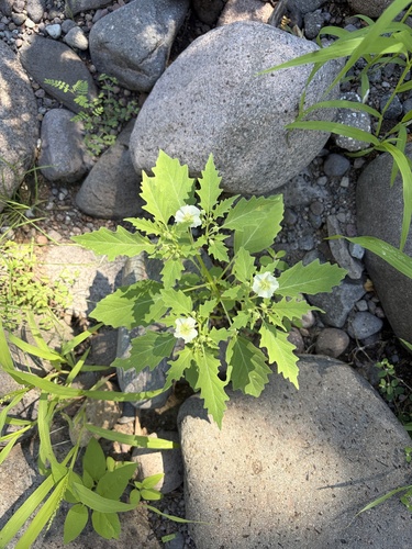Physalis acutifolia, photograph 3