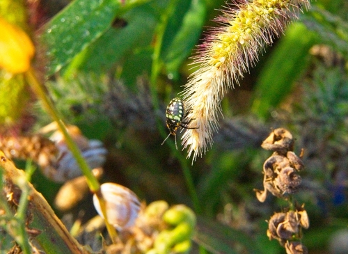Southern Green Stink Bug