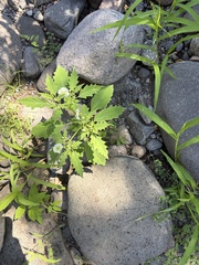 Physalis acutifolia, photograph (c) Sula Vanderplank, some rights reserved (CC BY)