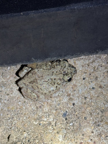 Mexican Spadefoot