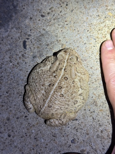 Woodhouse's Toad