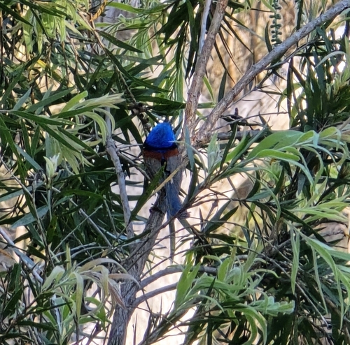 Variegated Fairywren