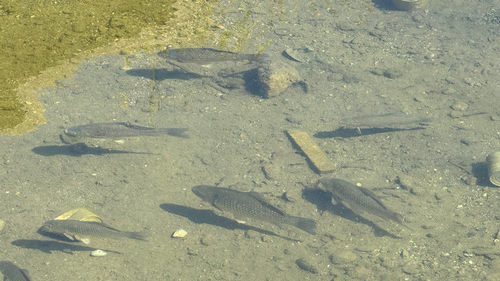 Prussian Carp