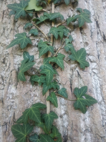common ivy