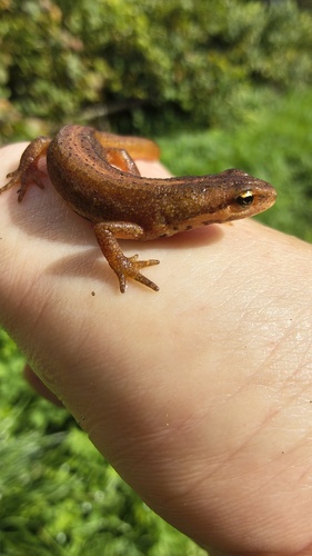 Smooth Newt