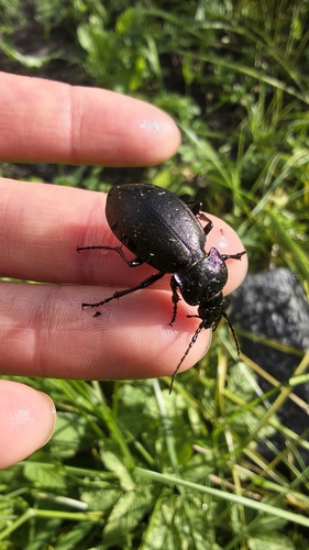 Bronze Ground Beetle