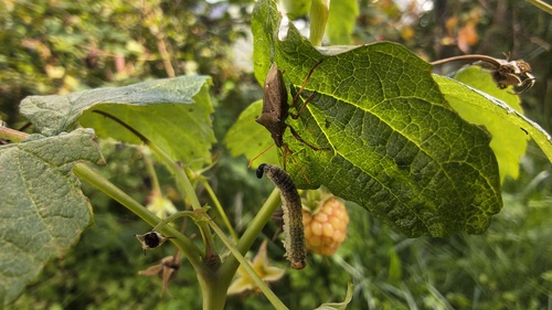 Spiny Shield Bug