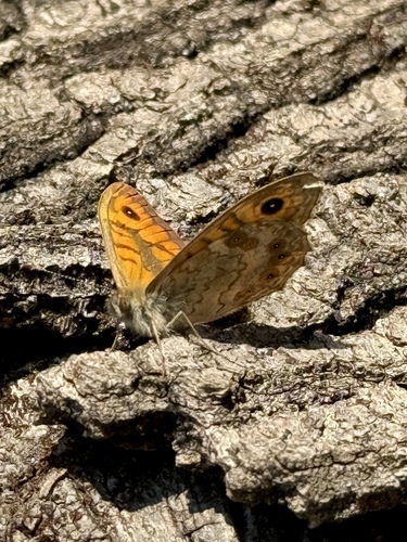 Wall Brown