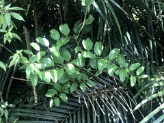 Smilax bracteata