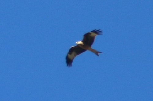 Red Kite