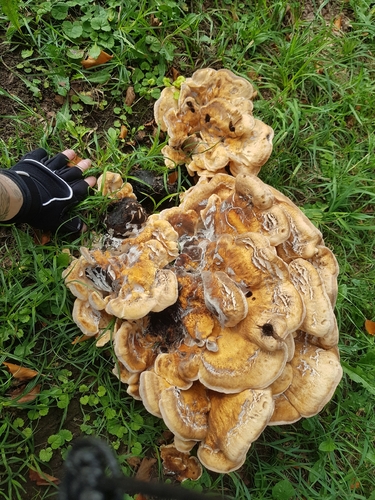 Giant Polypore