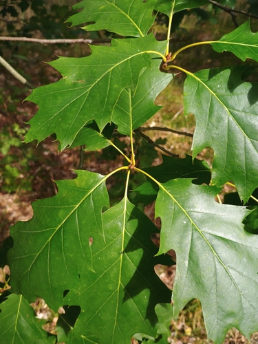 northern red oak