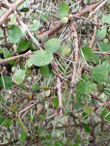 Coprosma rhamnoides, photograph 6