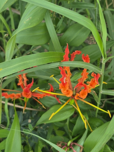 flame lily