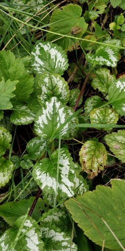 yellow archangel