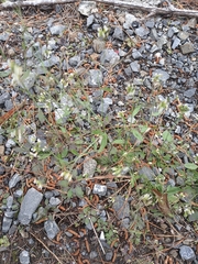 Arabidopsis thaliana