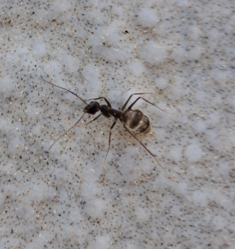 Longhorn Crazy Ant