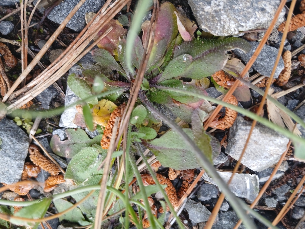 Arabidopsis thaliana; photograph (c) Leon Perrie, some rights reserved (CC BY)