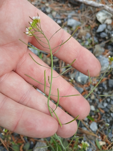 Arabidopsis thaliana, photograph 2