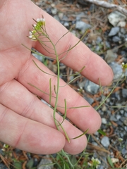 (c) Leon Perrie, some rights reserved (CC BY) Arabidopsis thaliana, photograph (c) Leon Perrie, some rights reserved (CC BY)