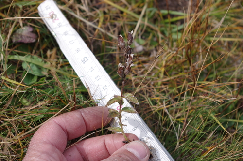 Bartsia alpina observed 2026-09-11