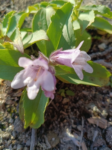 Shrubby beardtongue