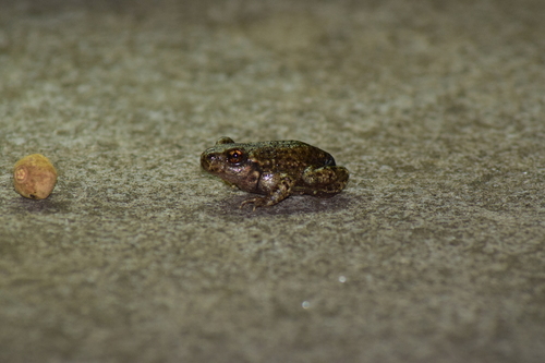 Alytes obstetricans boscai