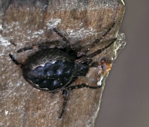 Walnut Orbweaver