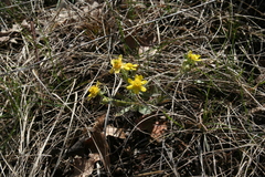 Ranunculus rhomboideus