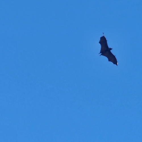 Pteropus mariannus observed 2026-09-11