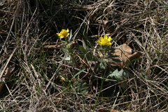 Ranunculus rhomboideus