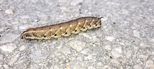 Convolvulus Hawkmoth