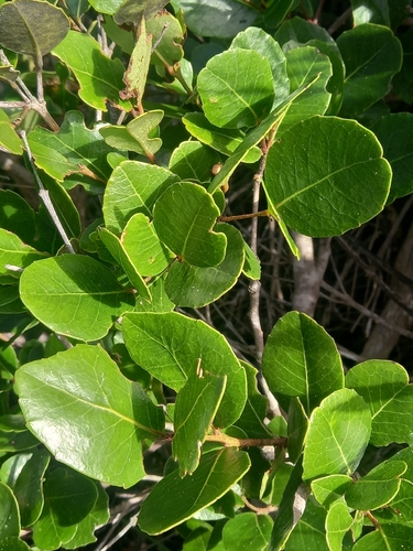 Cassine peragua, photograph 3