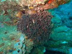 Adeonellopsis