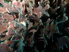 Adeonellopsis