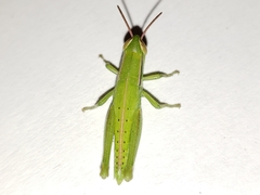 Aptenopedes