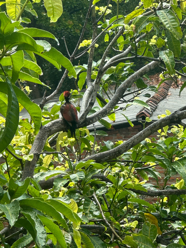 Red-backed Flameback