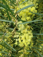 Acacia iteaphylla