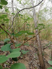 Croton suberosus