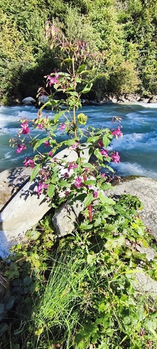 Himalayan balsam