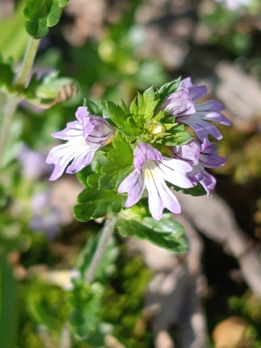 Euphrasia maximowiczii observed 2026-09-19