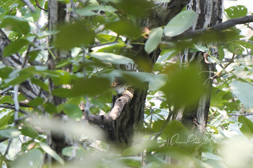 Northern Hawk-Cuckoo