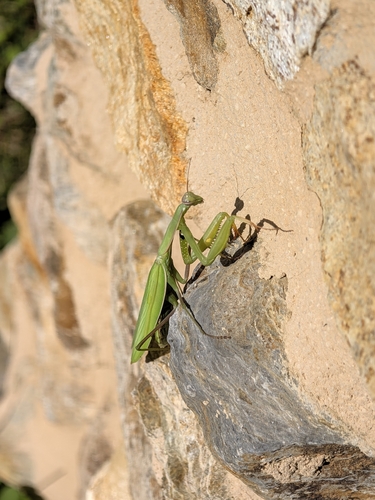 European Mantis