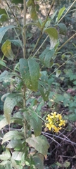 Sisymbrium strictissimum, photograph author not stated, no rights reserved