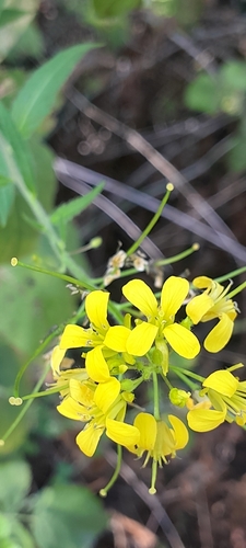 Sisymbrium strictissimum, photograph 5