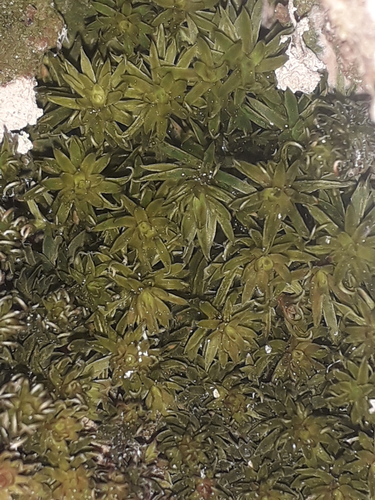 Pogonatum subulatum observed 2026-09-19