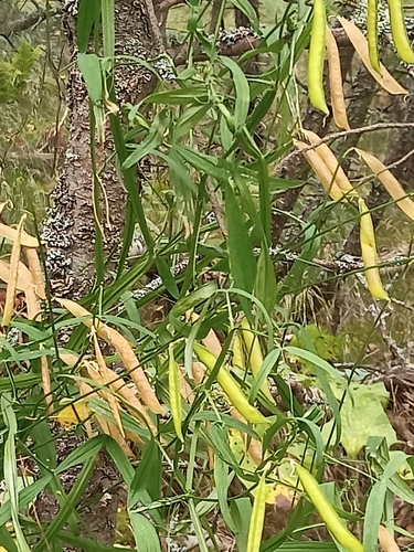 Narrow-leaved Everlasting-pea